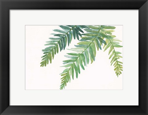 Framed Ferns I Square Print