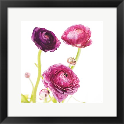 Framed Spring Ranunculus I Print