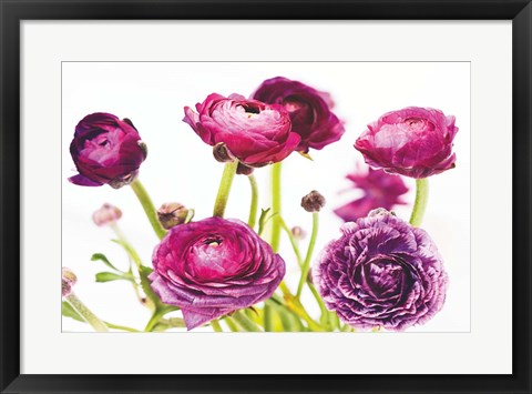 Framed Spring Ranunculus III Print