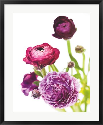Framed Spring Ranunculus VI Print