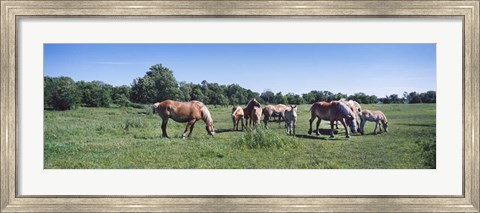 Framed Belgium horses in a Minnesota field Print