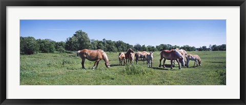 Framed Belgium horses in a Minnesota field Print