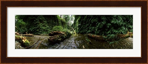 Framed Fern Canyon, Redwood National Park Print