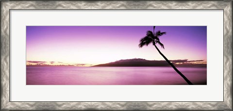 Framed Palm Tree on Purple, Maui, Hawaii Print