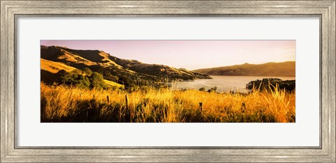 Framed Akaroa Harbour, Banks Peninsula, New Zealand Print