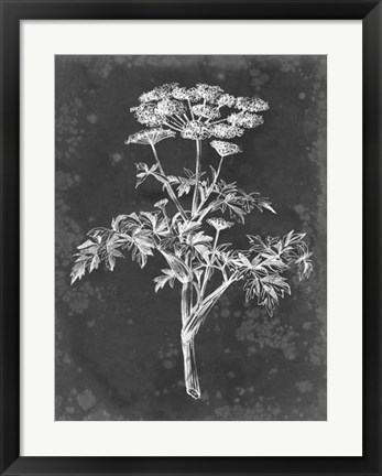 Framed Slate Floral II Print