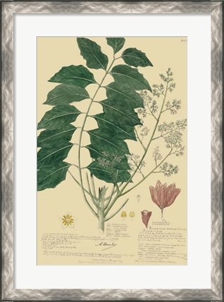 Framed Descubes Tropical Botanical III Print