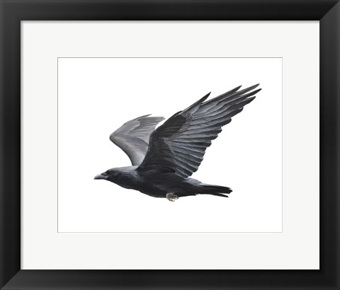 Framed Raven Print