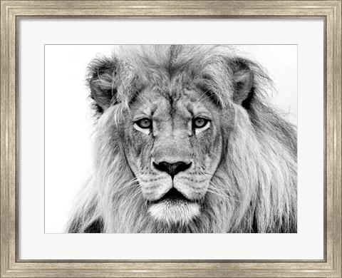 Framed Male Lion Print