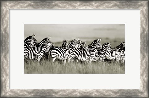Framed Grant&#39;s Zebra, Masai Mara, Kenya Print