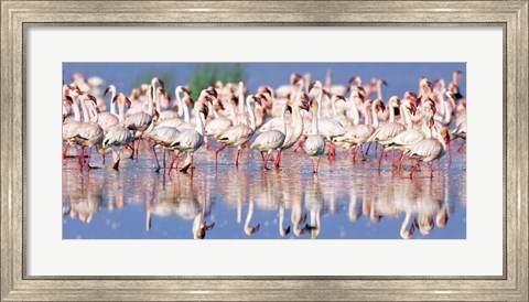 Framed Lesser Flamingo, Lake Nakuru, Kenya Print
