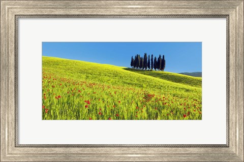 Framed Cypress and Corn Field, Tuscany, Italy Print