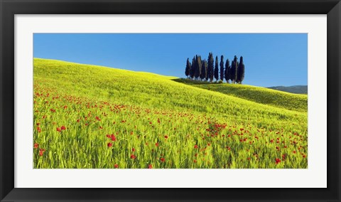 Framed Cypress and Corn Field, Tuscany, Italy Print