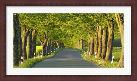 Framed Lime Tree Alley, Mecklenburg Lake District, Germany Print