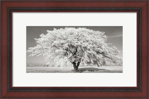 Framed Lime Tree with Frost, Bavaria, Germany Print