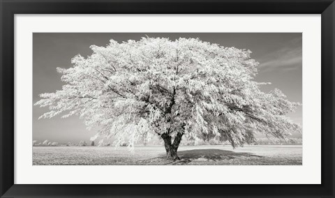 Framed Lime Tree with Frost, Bavaria, Germany Print