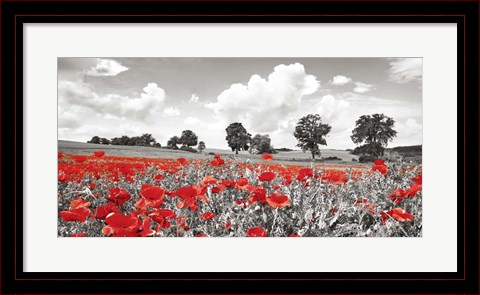 Framed Poppies and Vicias in Meadow, Mecklenburg Lake District, Germany Print