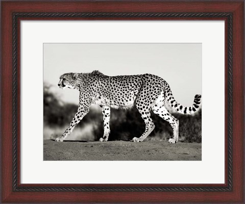 Framed Cheetah, Namibia, Africa Print