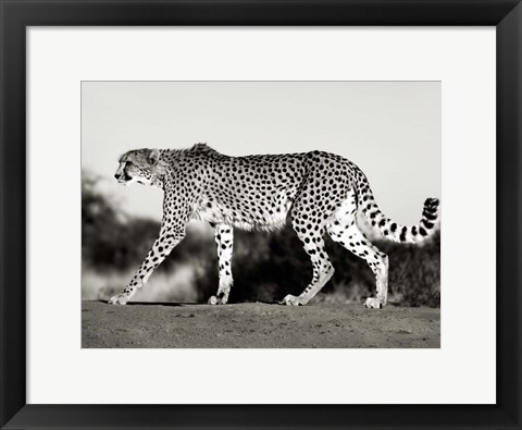 Framed Cheetah, Namibia, Africa Print