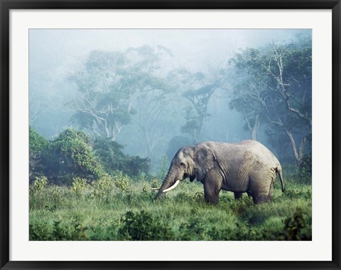 Framed African Elephant, Ngorongoro Crater, Tanzania Print