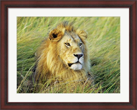 Framed African Lion, Masai Mara, Kenya Print