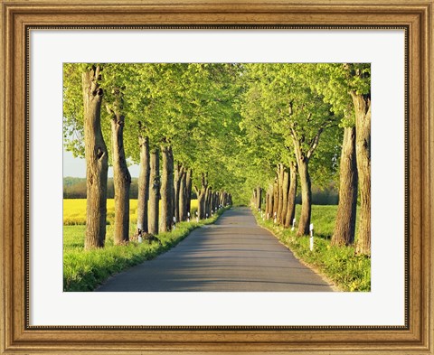 Framed Lime Tree Alley, Mecklenburg Lake District, Germany 1 Print