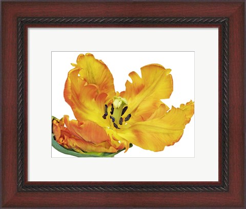 Framed Parrot Tulip Close-Up Print