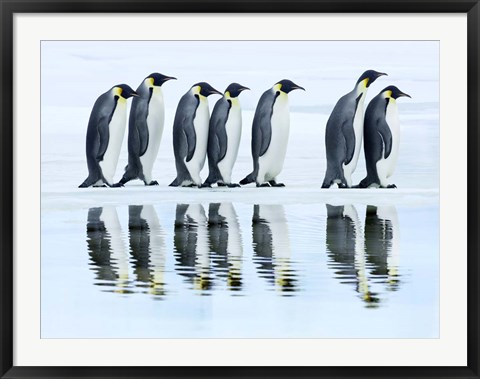 Framed Emperor Penguin Group, Antarctica Print