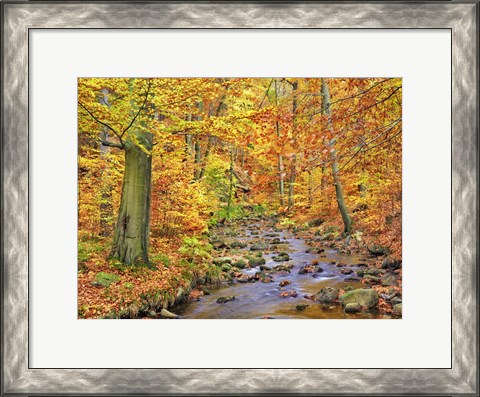 Framed Beech Forest In Autumn, Ilse Valley, Germany Print