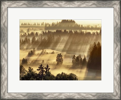 Framed Fog Impression At Sindelbachfilz, Bavaria, Germany Print