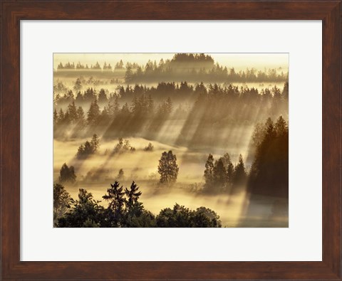 Framed Fog Impression At Sindelbachfilz, Bavaria, Germany Print