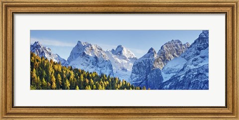 Framed Larch Forest And Cima Bel Pra, Italy Print