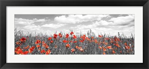 Framed Poppies In Corn Field, Bavaria, Germany Print