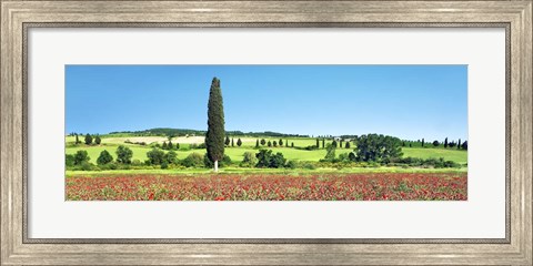 Framed Cypress In Poppy Field, Tuscany, Italy Print