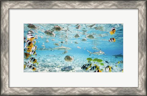 Framed Fish and sharks in Bora Bora lagoon Print