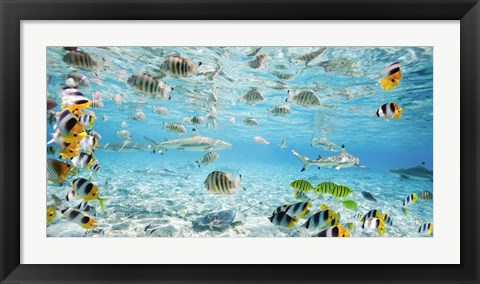 Framed Fish and sharks in Bora Bora lagoon Print