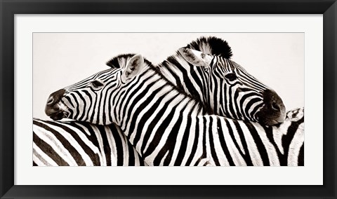 Framed Zebras in Love Print