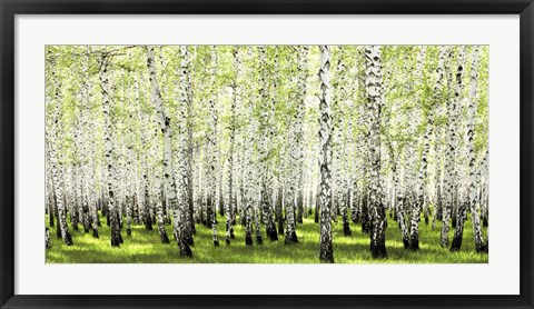 Framed Birch Forest in Spring Print