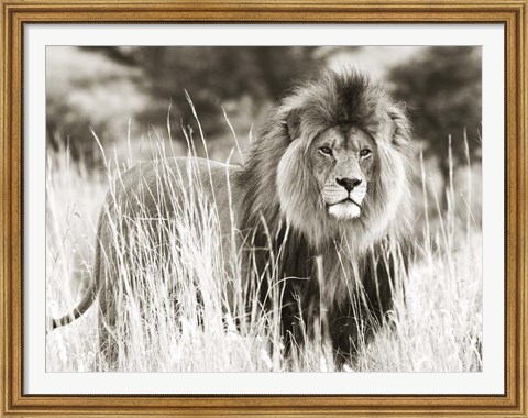 Framed Male Lion Print