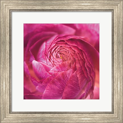 Framed Ranunculus Abstract II Color Print