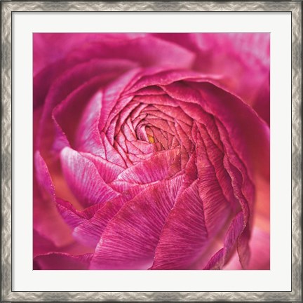 Framed Ranunculus Abstract II Color Print