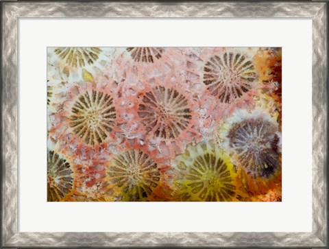 Framed Coral, Indonesia Print