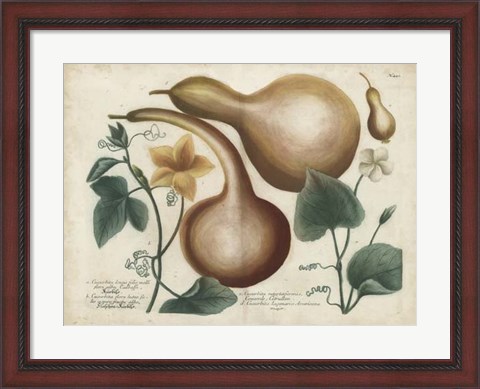 Framed Exotic Weinmann Botanical I Print