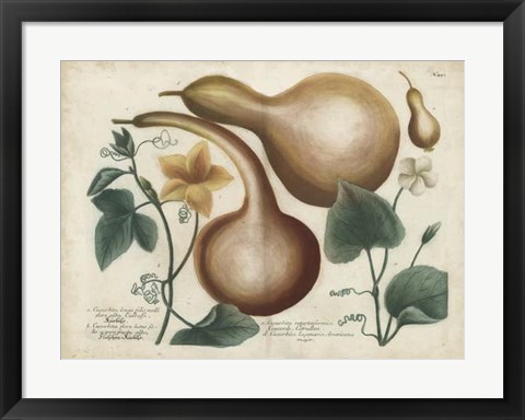 Framed Exotic Weinmann Botanical I Print