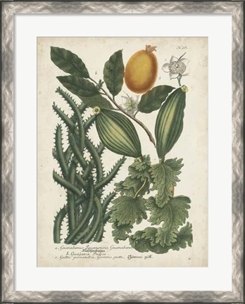 Framed Exotic Weinmann Botanical III Print