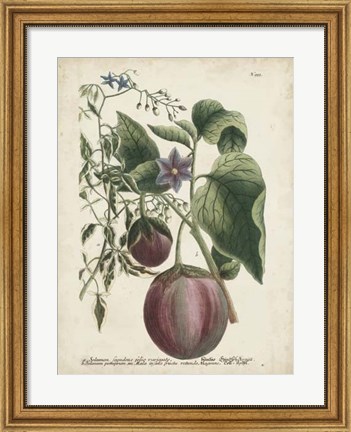 Framed Exotic Weinmann Botanical IV Print