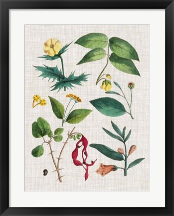 Framed Floral Assemblage VI Print