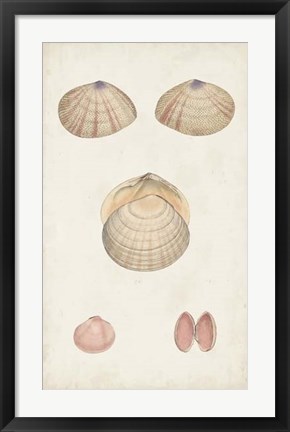 Framed Antiquarian Shell Study V Print
