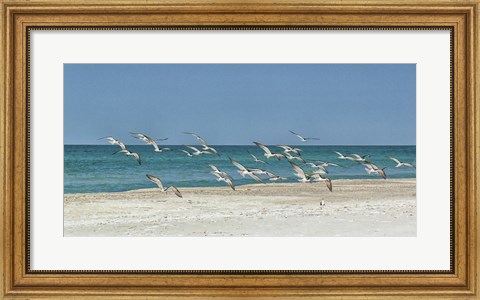 Framed Beach Skimmers Print