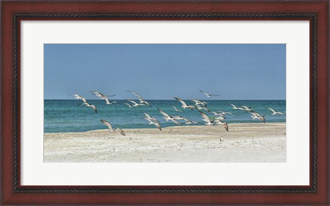 Framed Beach Skimmers Print